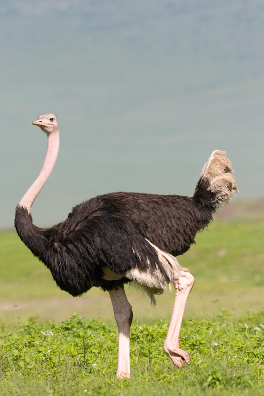 Ostrich